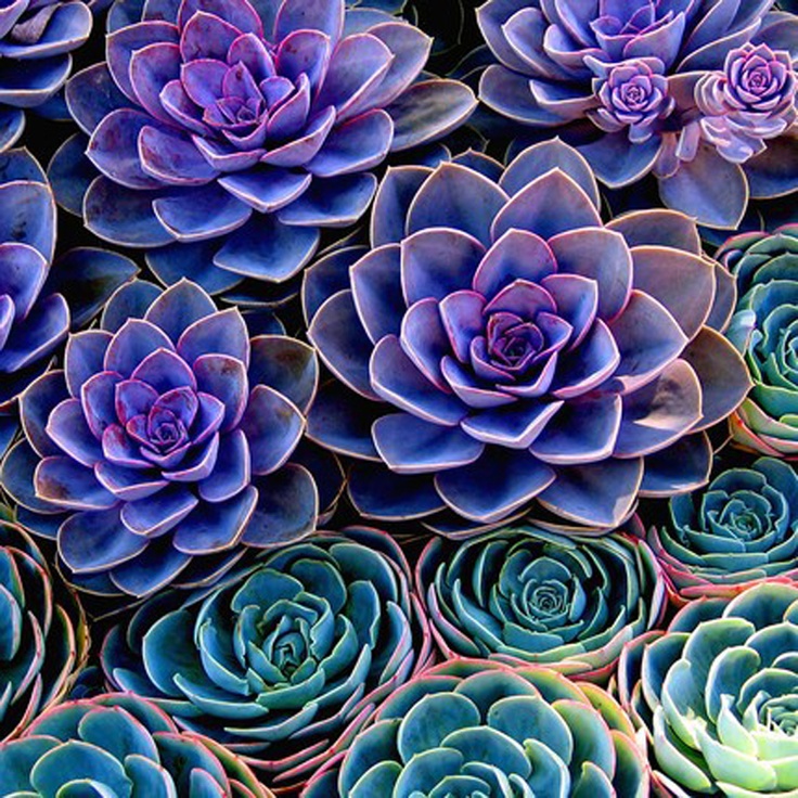 teal and purple succulents